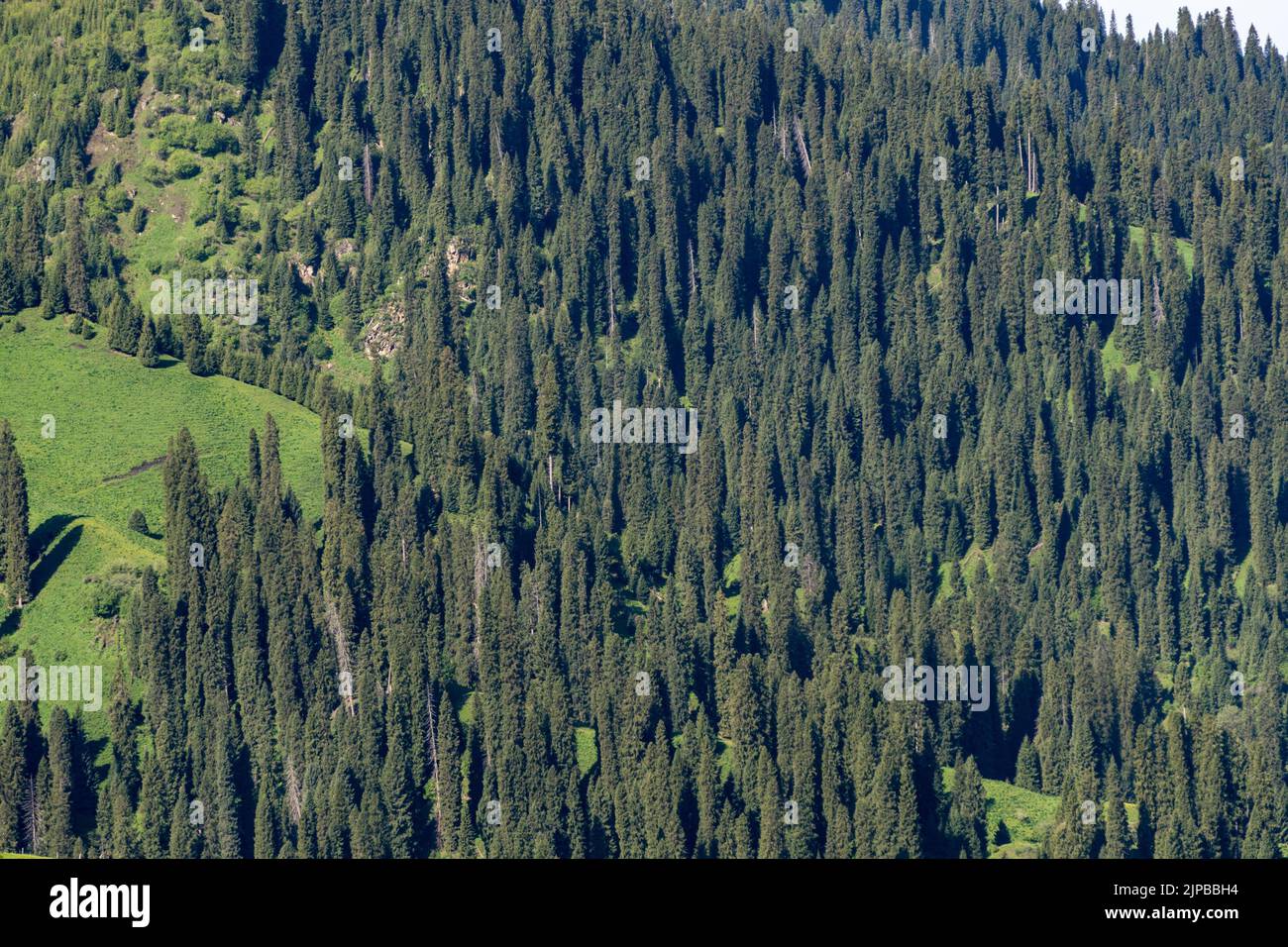 Aerial view dense green hills hi-res stock photography and images - Alamy