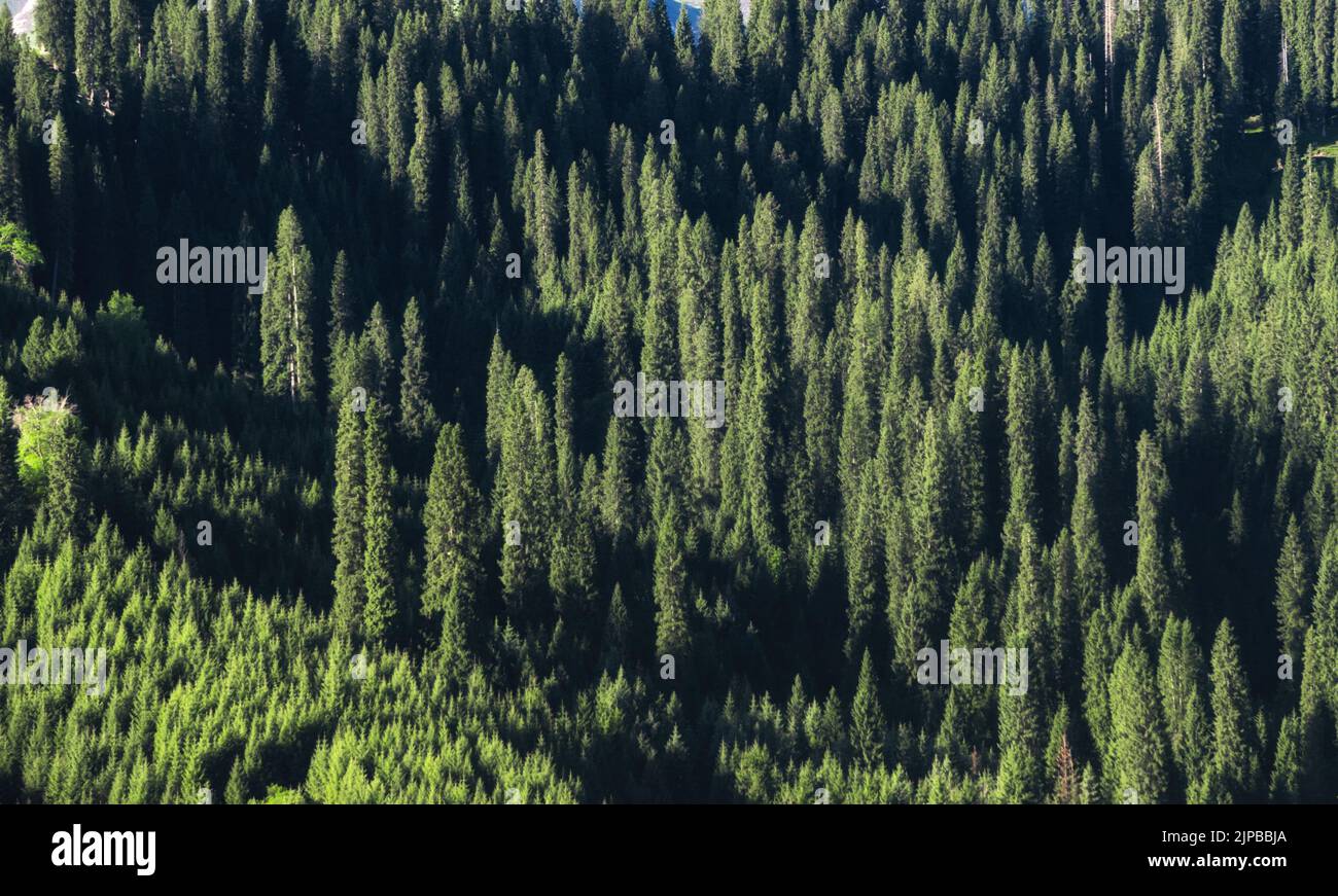 Aerial view dense coniferous forest hi-res stock photography and images ...