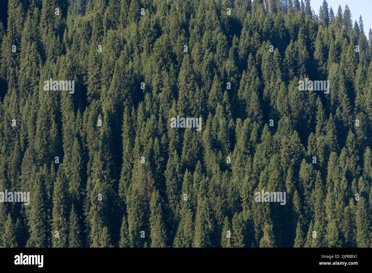 Aerial view of a green dense forest with tall trees Stock Photo - Alamy