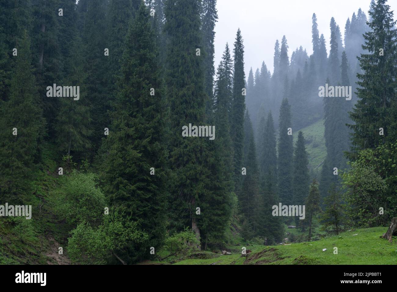 Green dense forest with tall trees in the fog Stock Photo - Alamy
