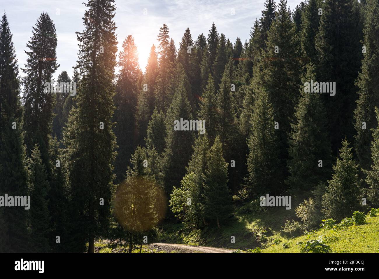 A shining sun behind the pine trees in the forest Stock Photo