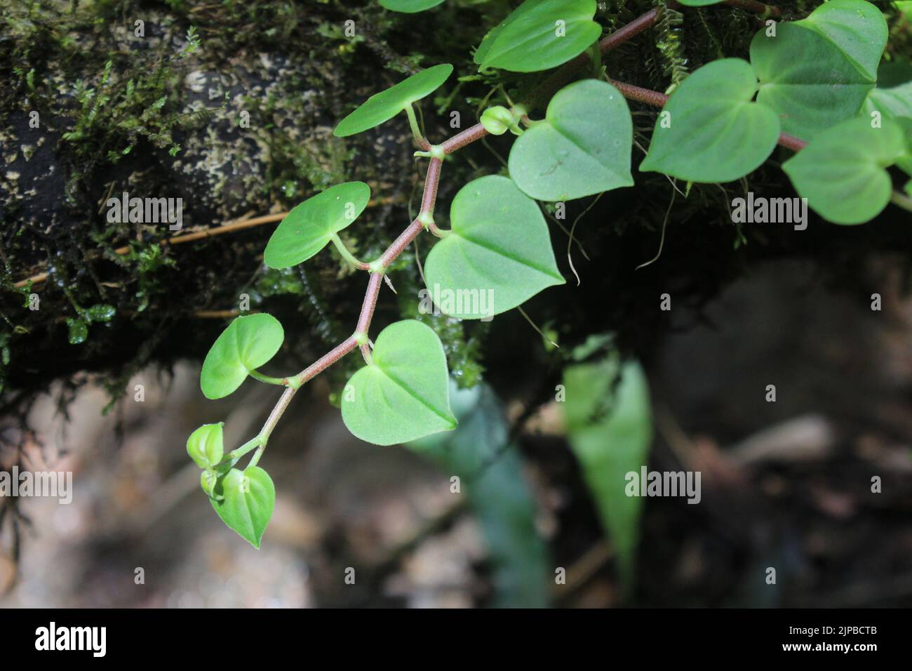 Leaves of Peperomia urocarpa from the Osa Peninsula of Costa Rica Stock Photo