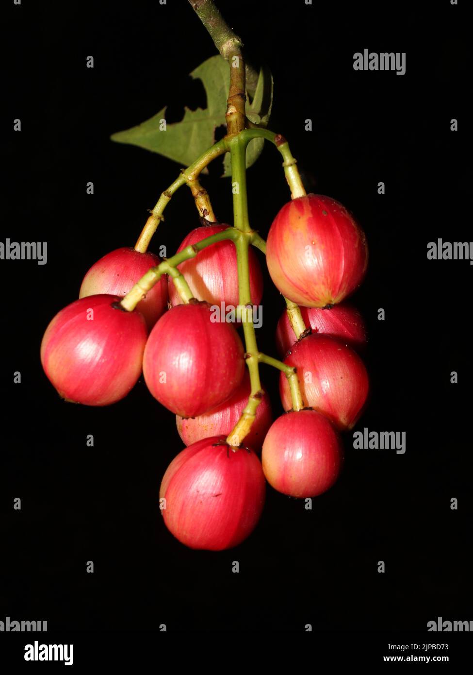 Red fruits of Chrysochlamys glauca from the Osa Peninsula of Costa Rica Stock Photo