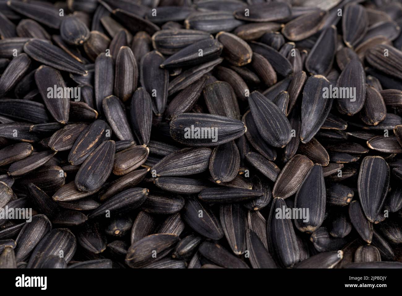 Closeup of black sunflower seeds. Sunflower oil, oilseed farming and agriculture concept. Stock Photo