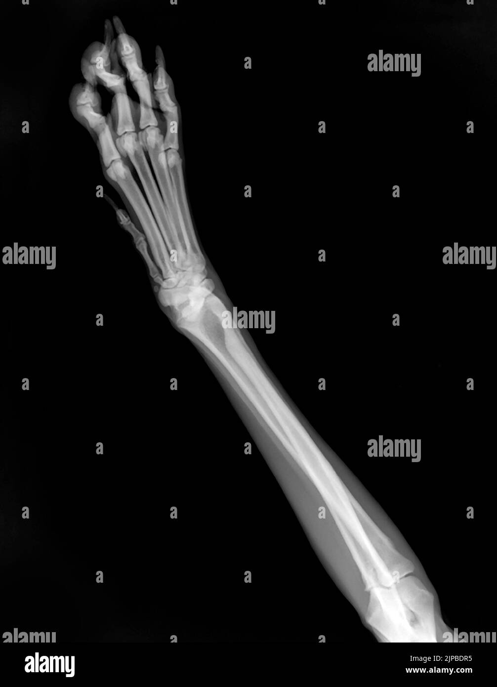 Dog's front leg, Xray Stock Photo Alamy