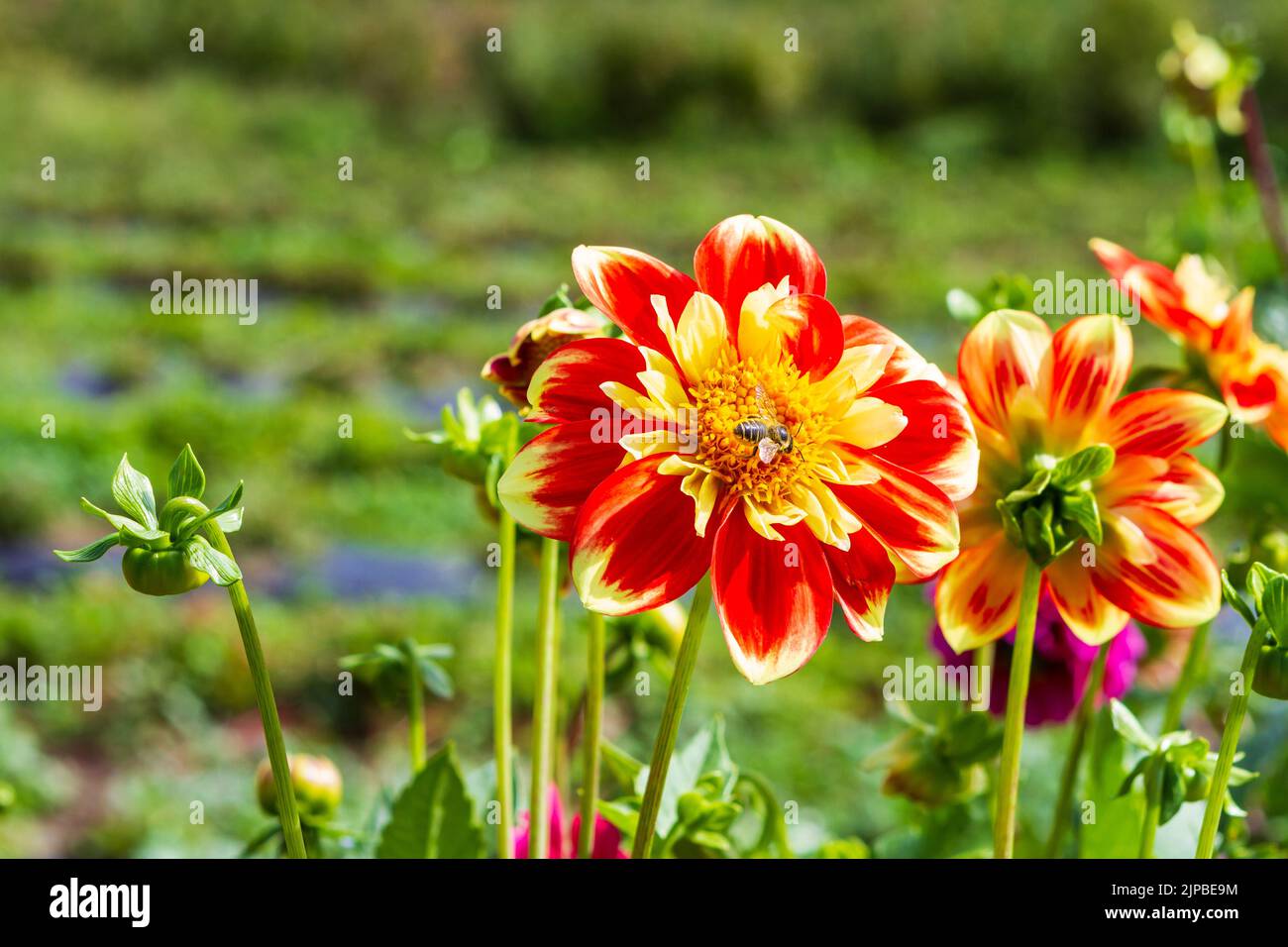 Bright red and yellow 'Pooh' Dahlia (Dahlia pinnata) in bloom on a sunny summer day with a honeybee (Apis mellifera) in the center of the flower. Stock Photo