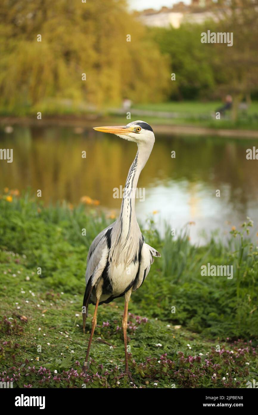 One heron looking for food in the market Stock Photo
