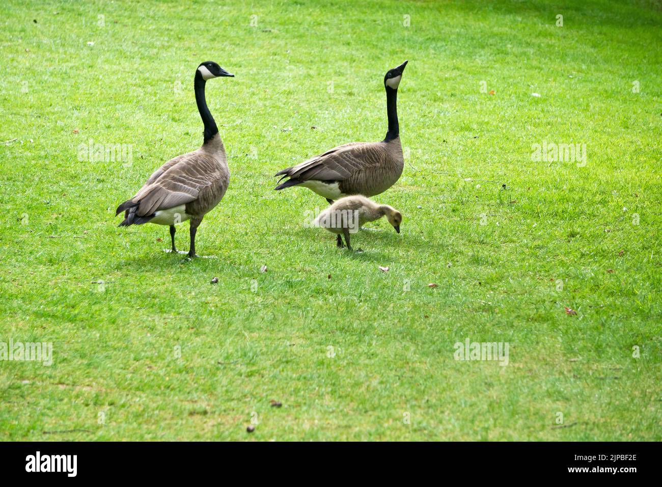 Two Canada Geese, Branta canadensis, and a gosling on a lawn in the Spring. Stock Photo