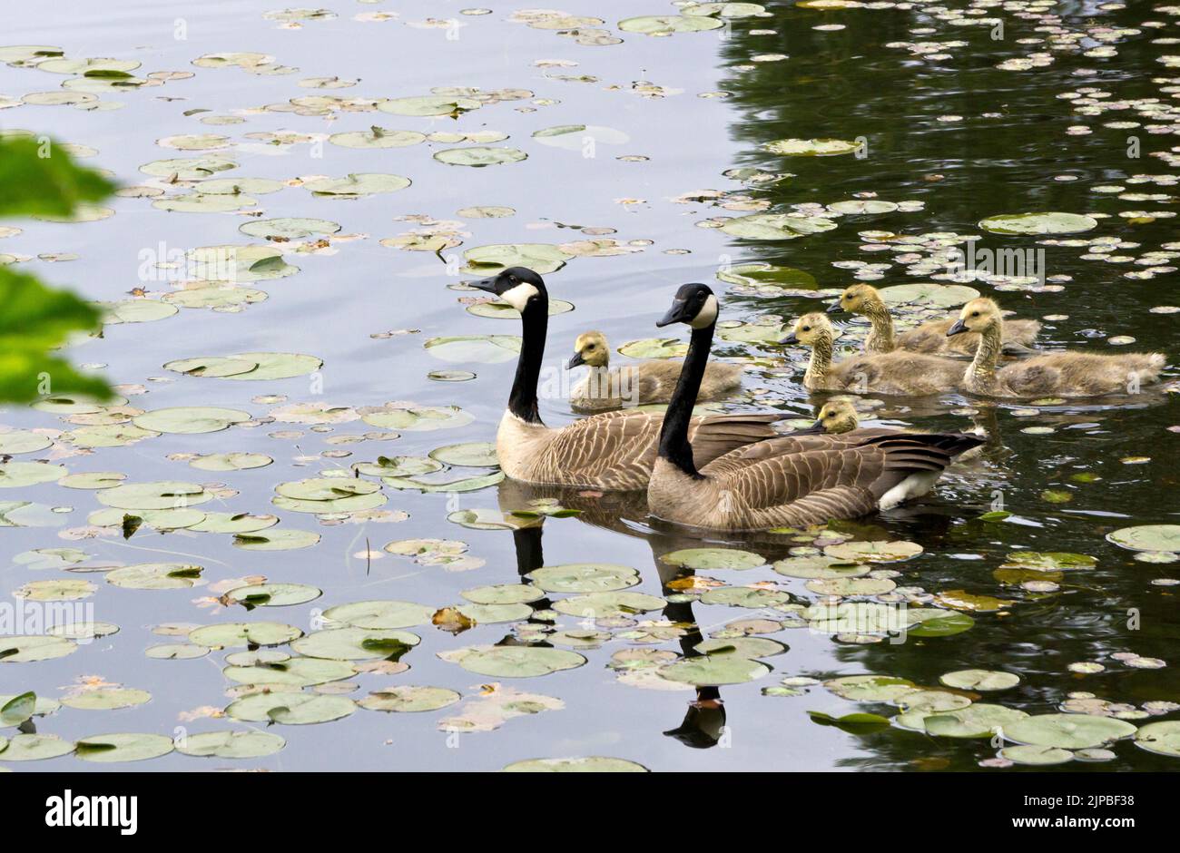 Two Canada Geese, Branta Canadensis, and their goslings swimming in a pond with water lilies. Stock Photo