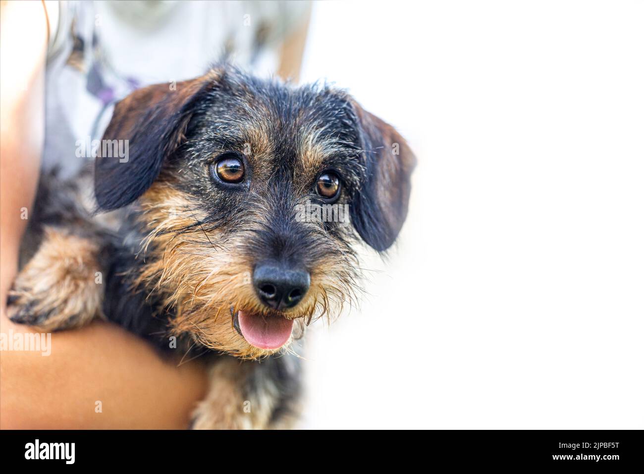 Portrait of a cute wiener dog cuddling with a person in summer in a garden outdoors Stock Photo