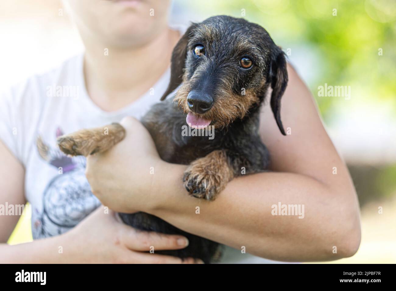 Portrait of a cute wiener dog cuddling with a person in summer in a garden outdoors Stock Photo