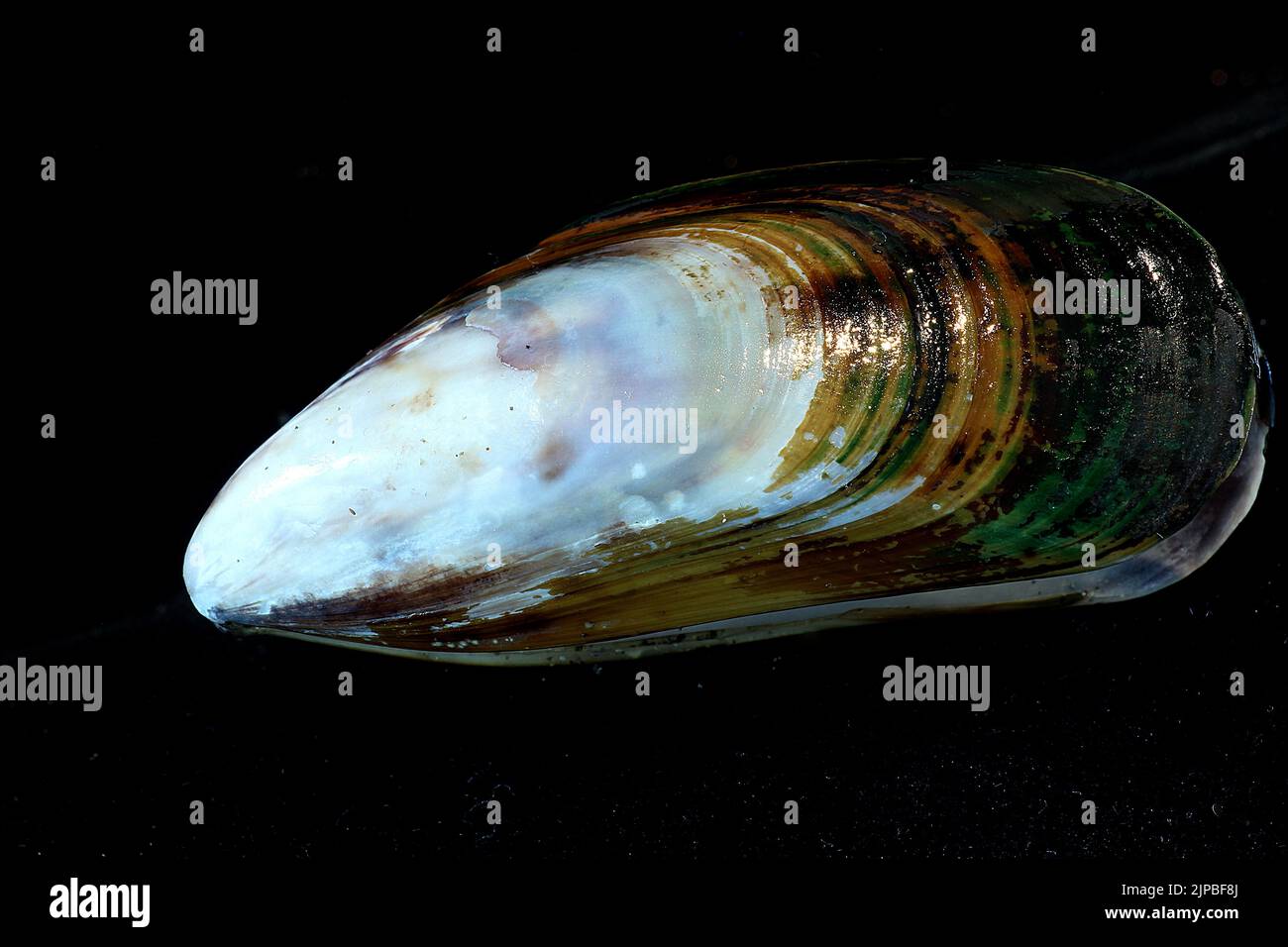 New Zealand green-lipped mussel (Perna canaliculus) Stock Photo