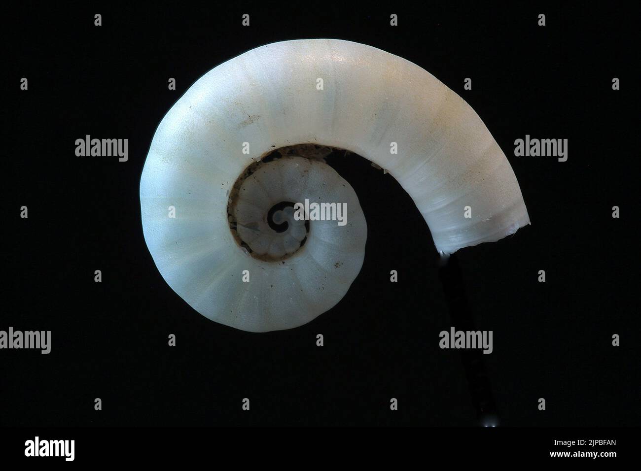 Ram's horn shell (Spirula spirula) Stock Photo