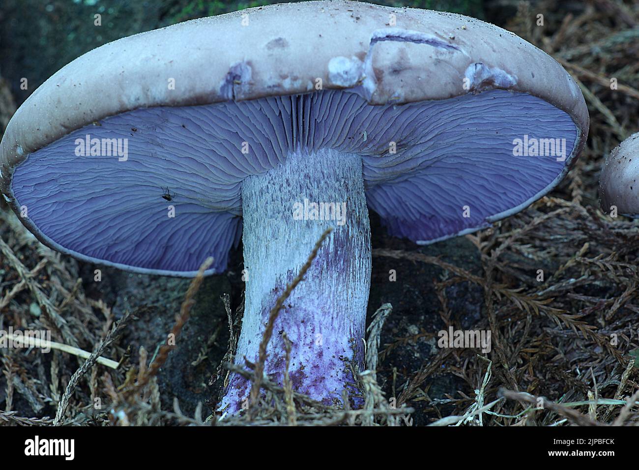 Purple blewit mushroom (Lepista nuda) Stock Photo