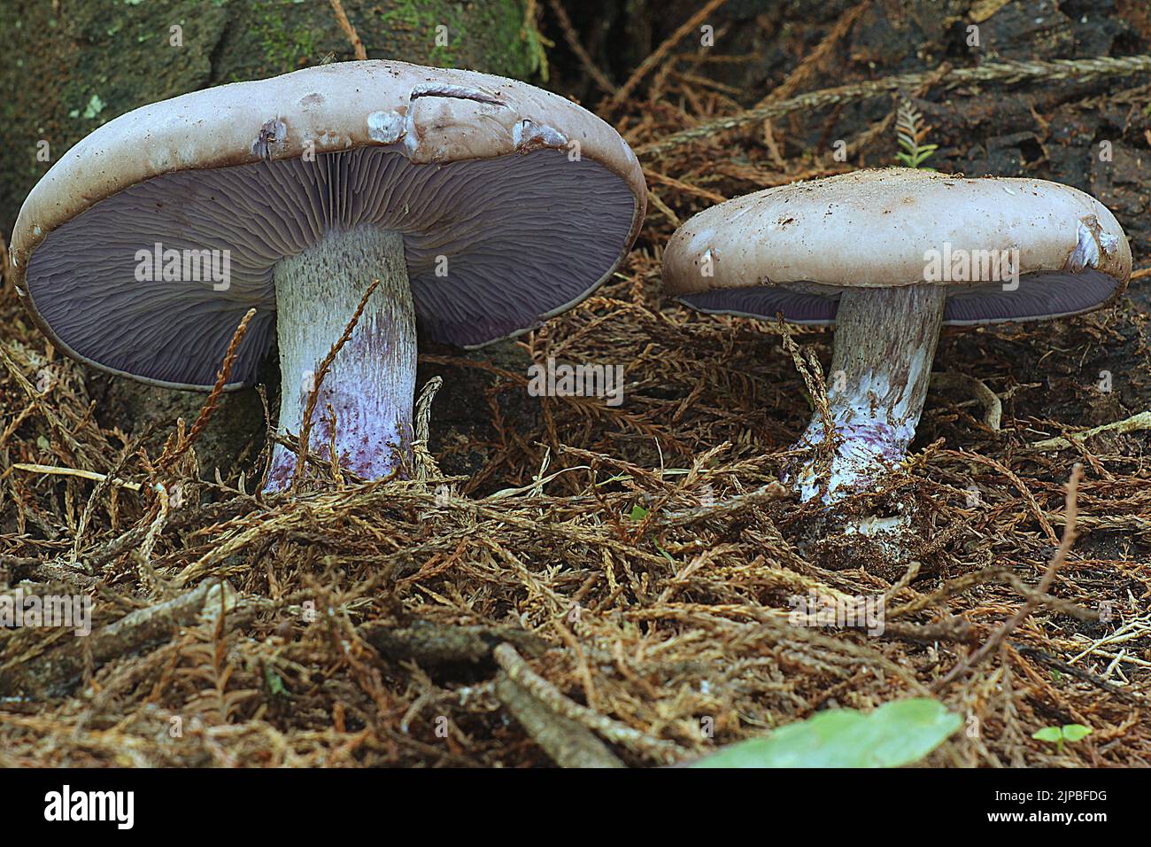 Purple blewit mushroom (Lepista nuda) Stock Photo