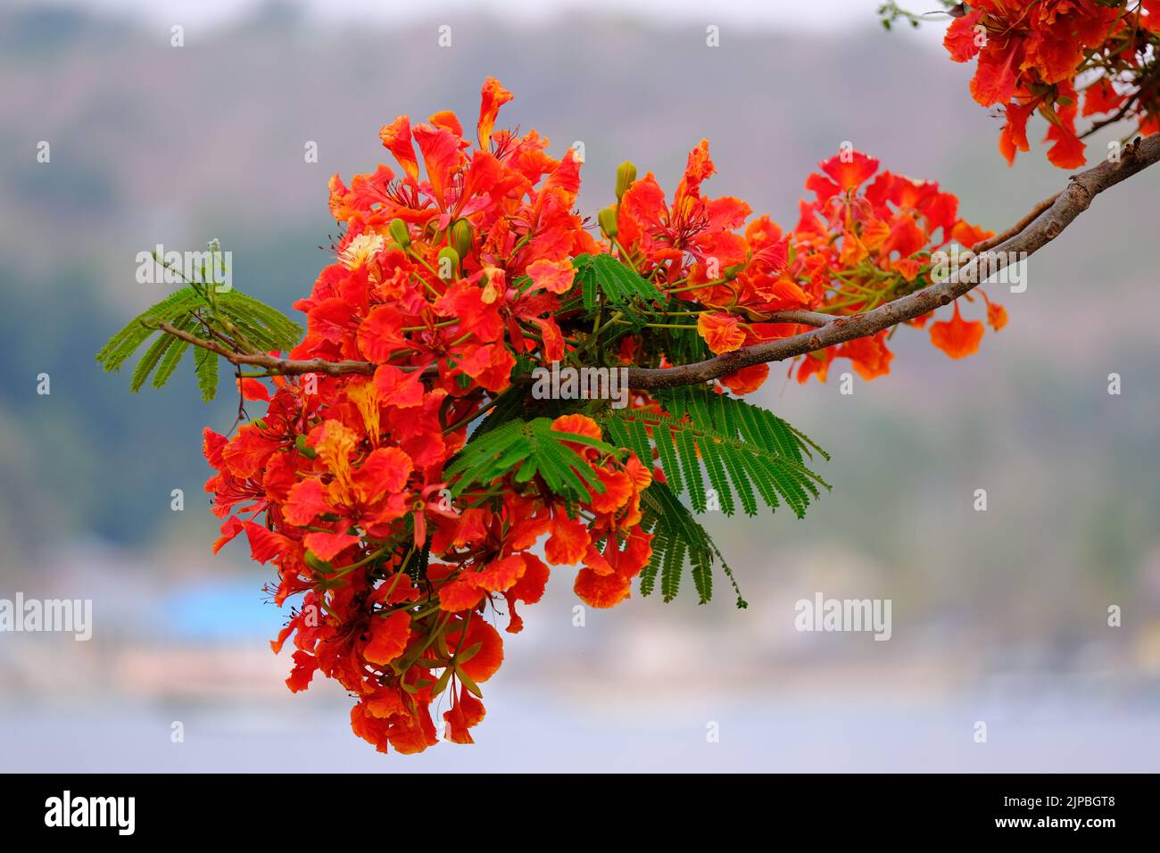 Indonesia Alor Island - Blooming Flame tree branch Stock Photo