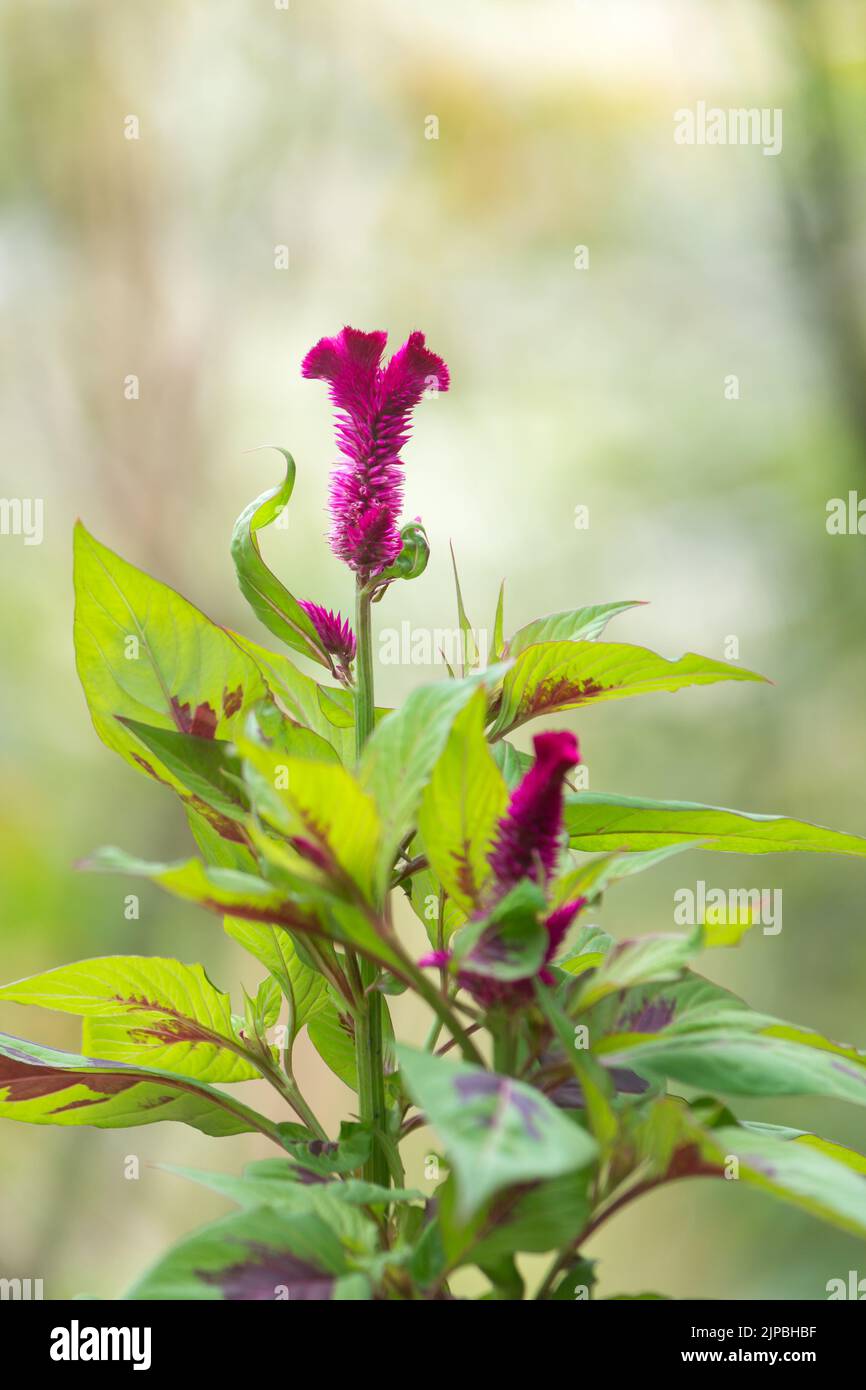 red velvet flowers, celosia cristata or argentea, also known as cockscomb, common garden plant, blurry background with copy space Stock Photo