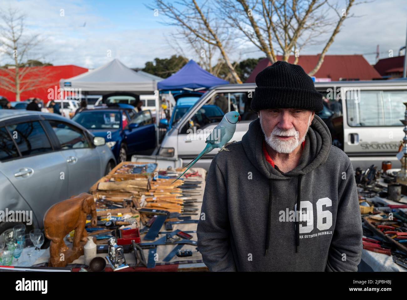 A blue Parrot sits on the shoulder of it's owner while he browses the market tool stall at Browns Bay Sunday market in Auckland New Zealand Stock Photo