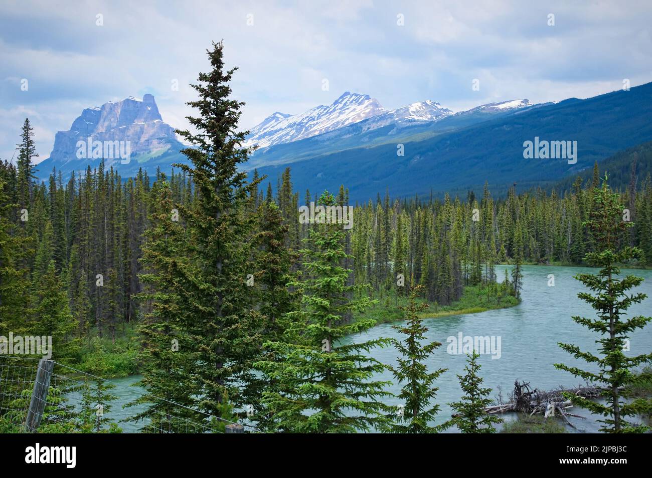 Scenic view of river flowing through coniferous forest Stock Photo
