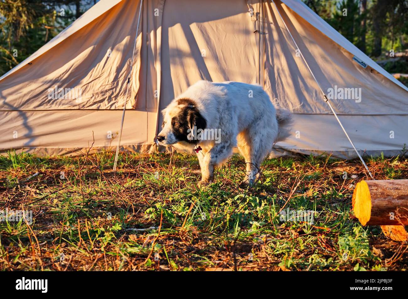 Big dog in front of the tent Stock Photo
