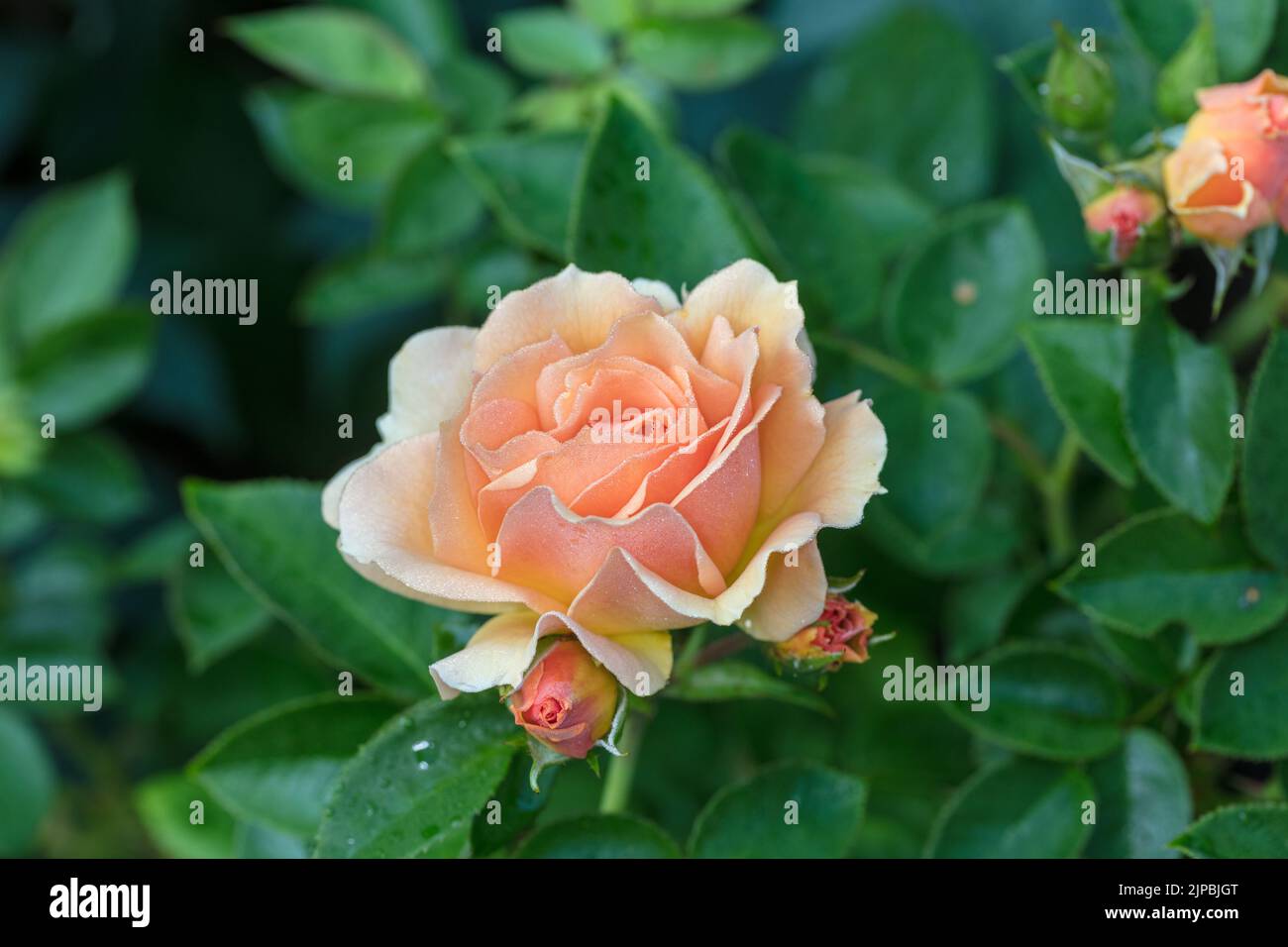 'Hansestadt Rostock, Tan04603, Queen Bee, Mythique, Always Remeber, Elsbeth Meier' Floribunda Rose, Floribundaros (Rosa) Stock Photo
