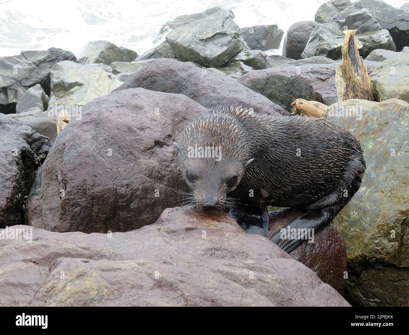 New Zealand fur seal pup (Arctocephalus forsyeri) on rocks Stock Photo