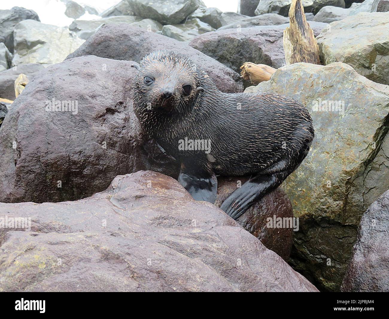New Zealand fur seal pup (Arctocephalus forsyeri) on rocks Stock Photo