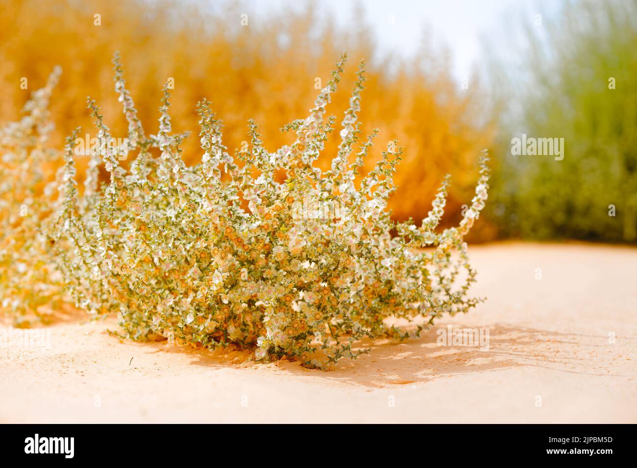 Common Saltwort (Salsola kali) Autumn bloom. Close up of beautiful plants on the beach in sunny day Stock Photo