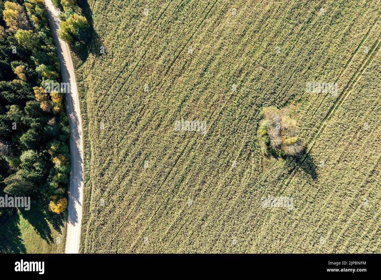 wheat field landscape with country road and forest. aerial top view from flying drone. Stock Photo