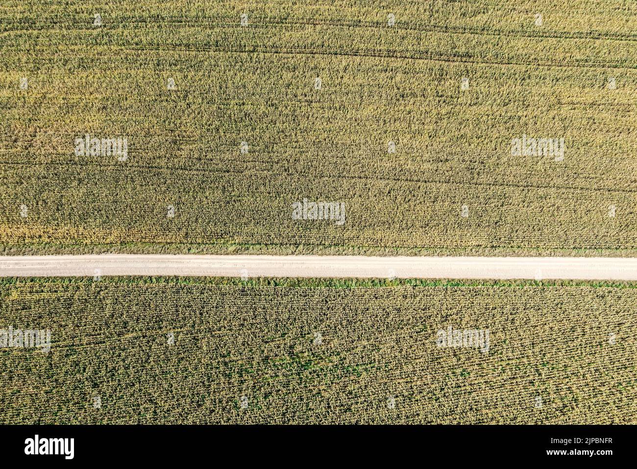 aerial top view of straight rural dirt road among wheat fields on bright sunny day. Stock Photo