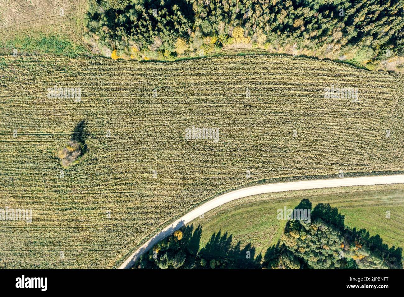 dirt road pass through farmland with wheat field. aerial view on bright sunny day. Stock Photo