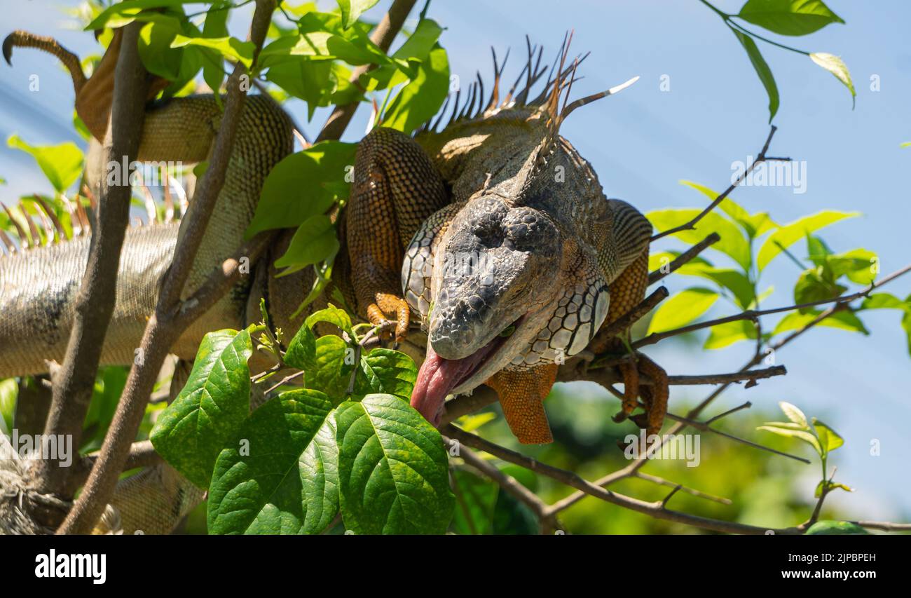 Big iguana eating leaves on a tree in Filadelfia, Guanacaste. Stock Photo