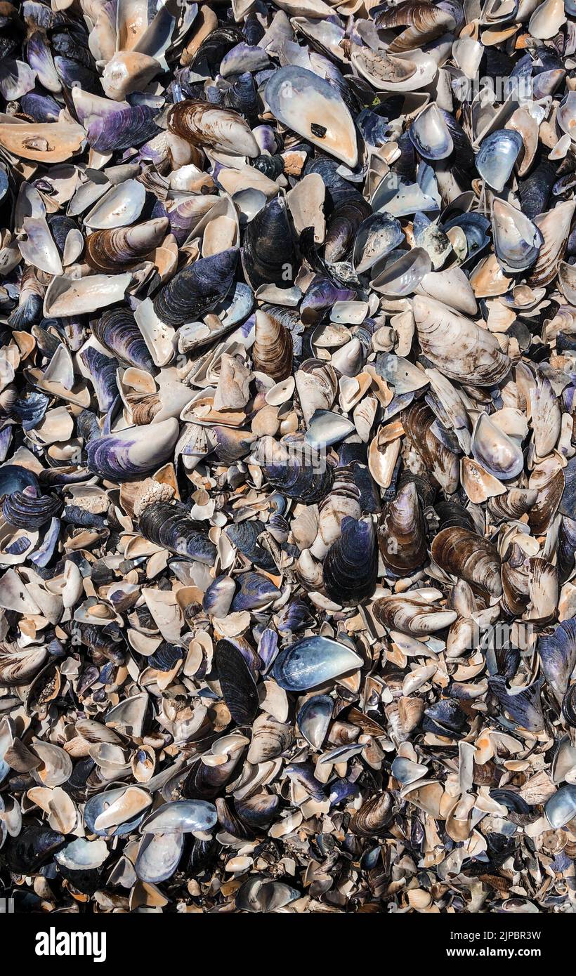 Multicolored seashells from Black Sea Romania. Summer background pattern template mockup view above. wide variety seashells display texture. coast is Stock Photo