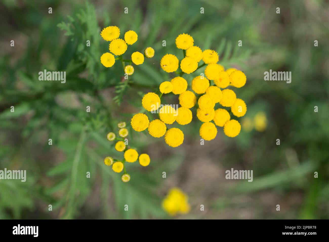 tansy, bitter buttons, cow bitter summer yellow flowers closeup selective focus Stock Photo