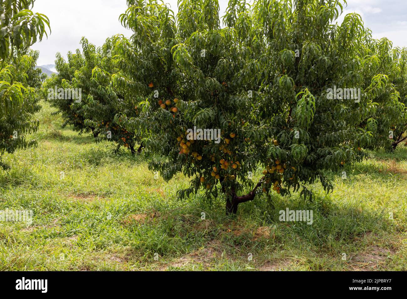 Peach fruit tree full with ripen peaches in the orchard Stock Photo Alamy