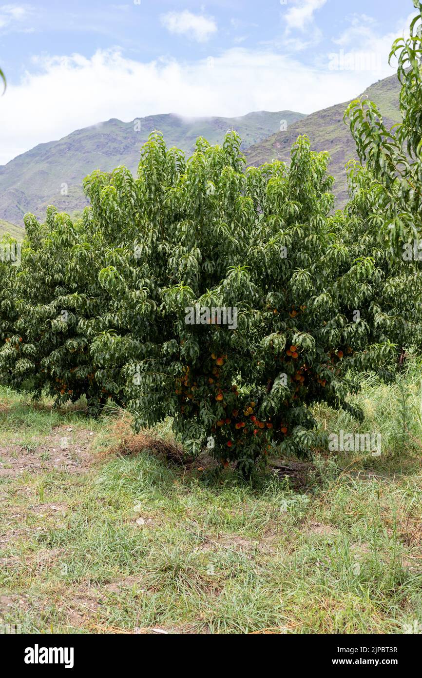Beautiful peach tree with plenty of fresh and organic peaches in the fruit orchard Stock Photo