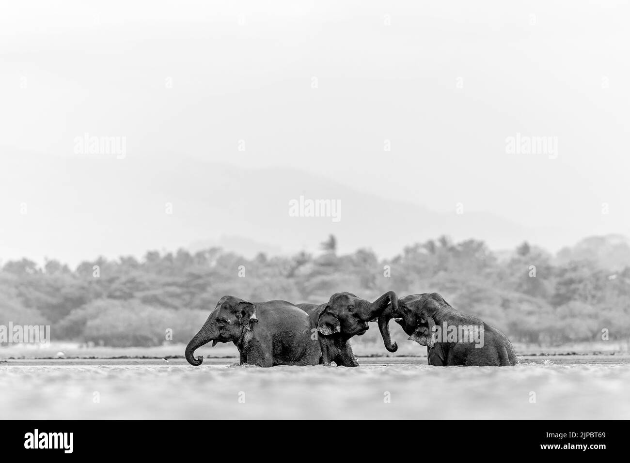 A herd of elephants marching in the wilderness in grayscale Stock Photo