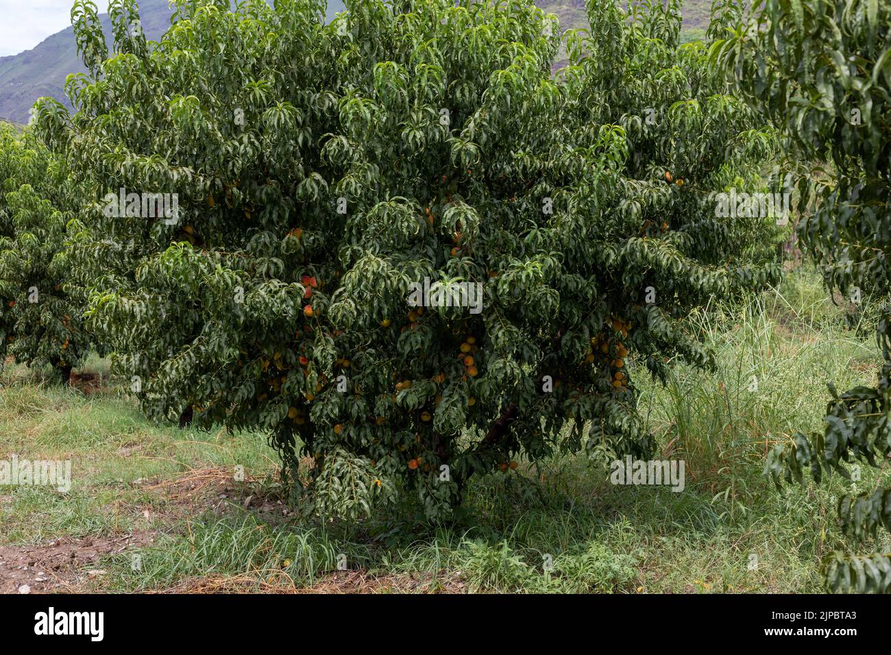 Peach fruit tree with beautiful peaches Stock Photo