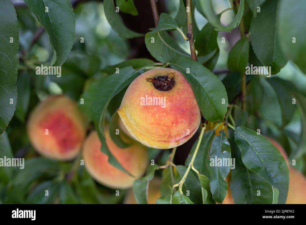 Peach fruit are damage in the tree by a fruit disease Stock Photo