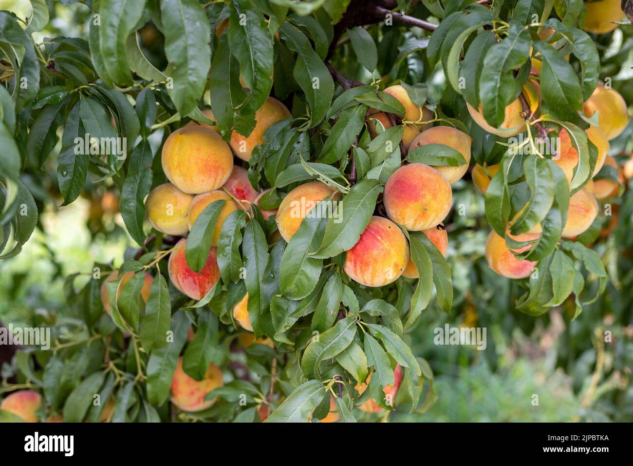 A bunch of fresh and ripen peaches on a tree branch closeup view Stock Photo