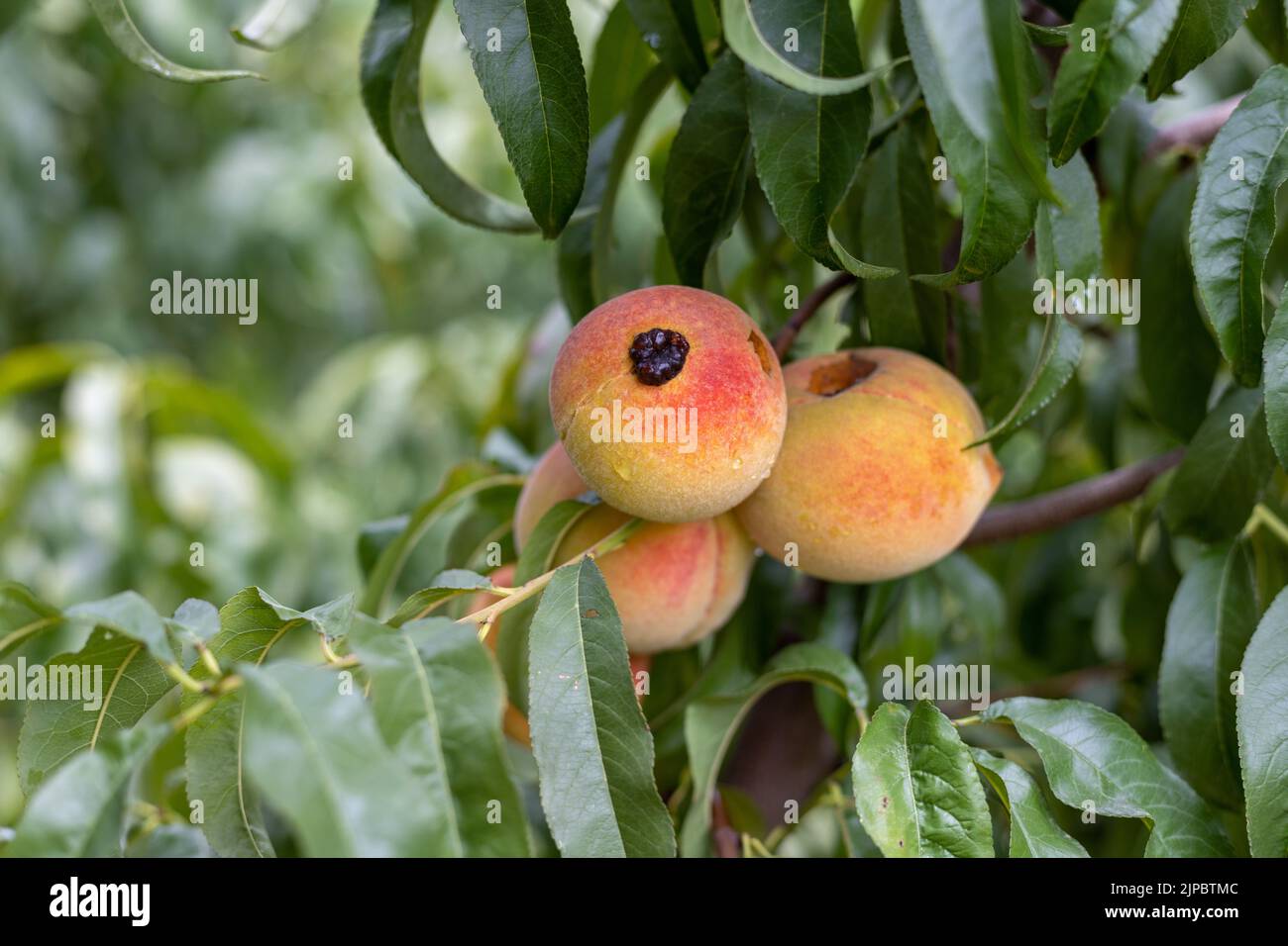 Disease infected peach fruit tree in the orchard Stock Photo