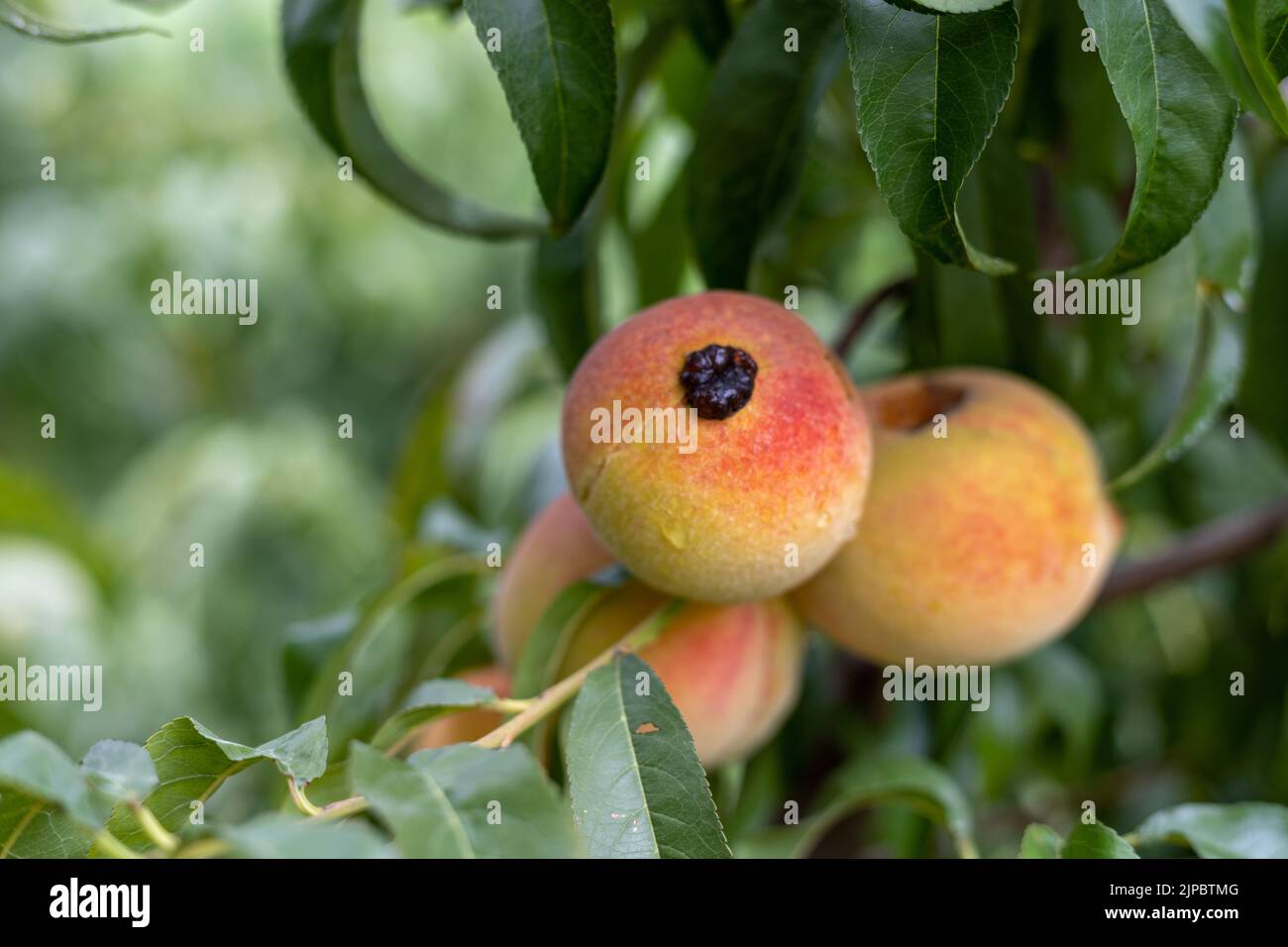 Closeup view of a infected peach fruit on a tree with selective focus Stock Photo
