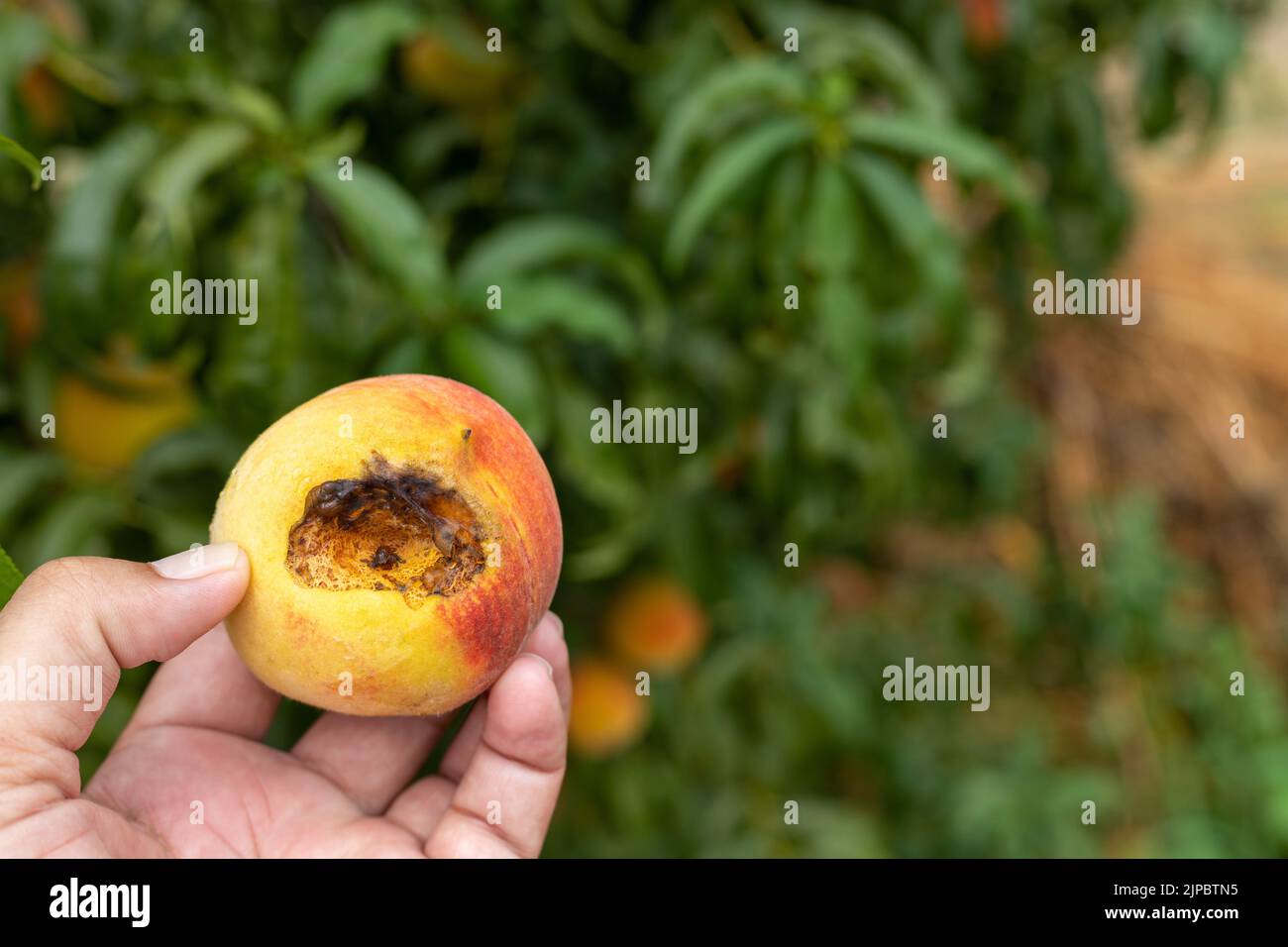 Closeup view of a rotten peach examining for fruit infection Stock Photo