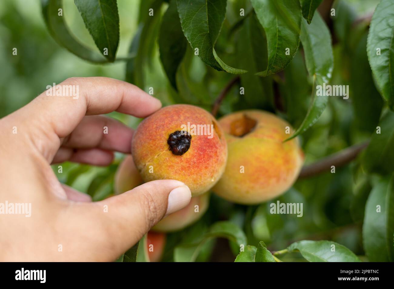Farmer examine peach fruit in the tree for disease Stock Photo