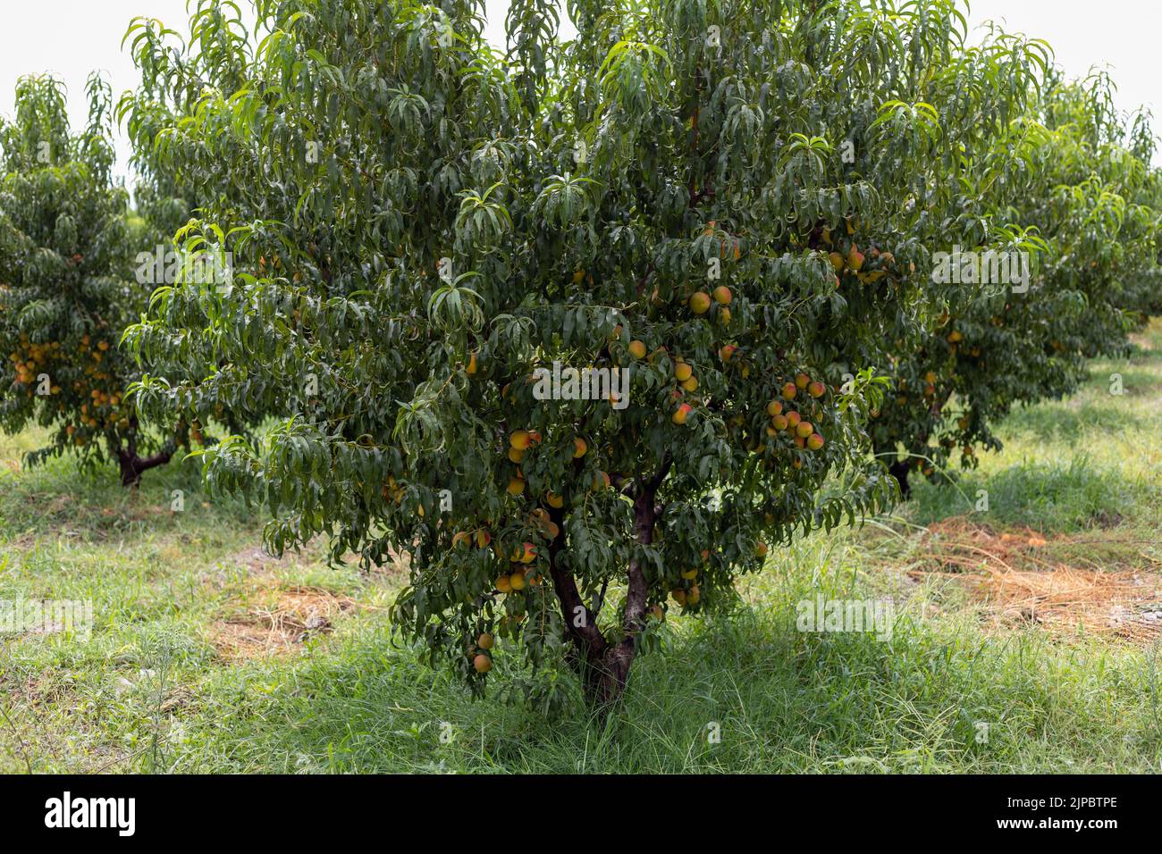 Peach fruit tree branches full with peaches in the orchard Stock Photo