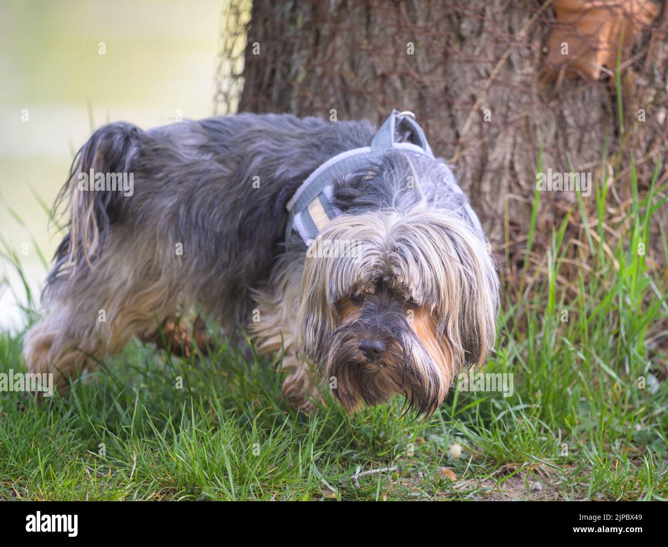 Small grey dog breeds 2025