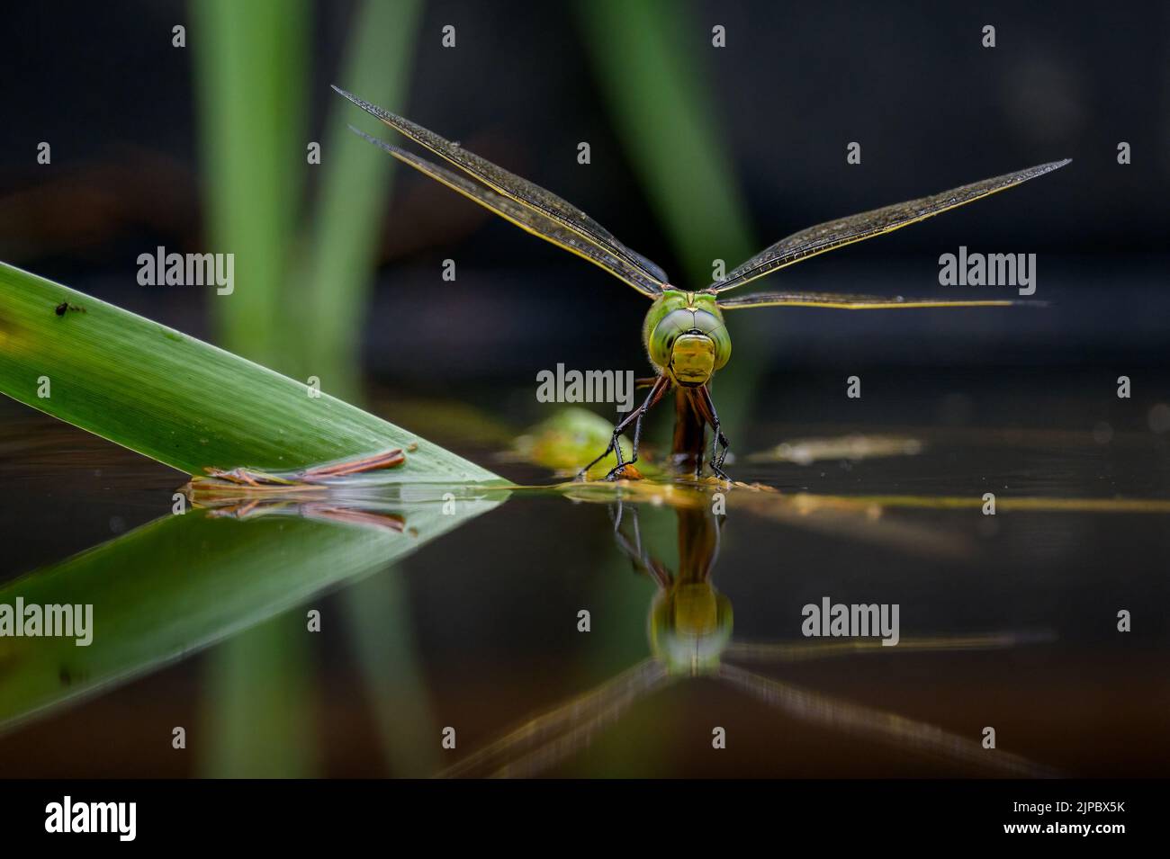 An emperor dragonfly (Anax imperator) depositing eggs in the water ...