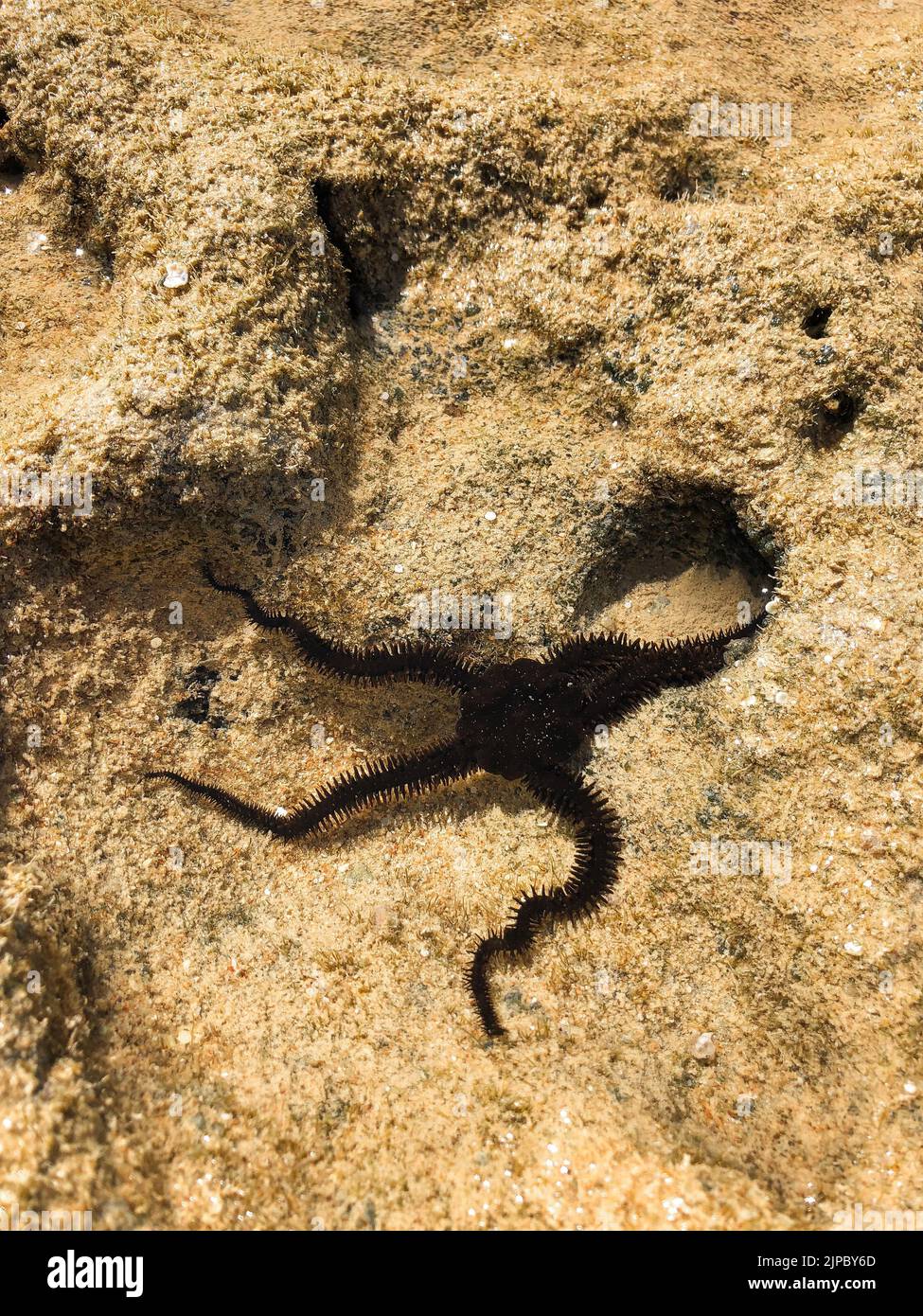 Close up Ophiura Spiny brittle star. Ophiocoma echinata black in Red sea star Egypt underwater. invertebrate habitat wild animals salt water. Class Stock Photo