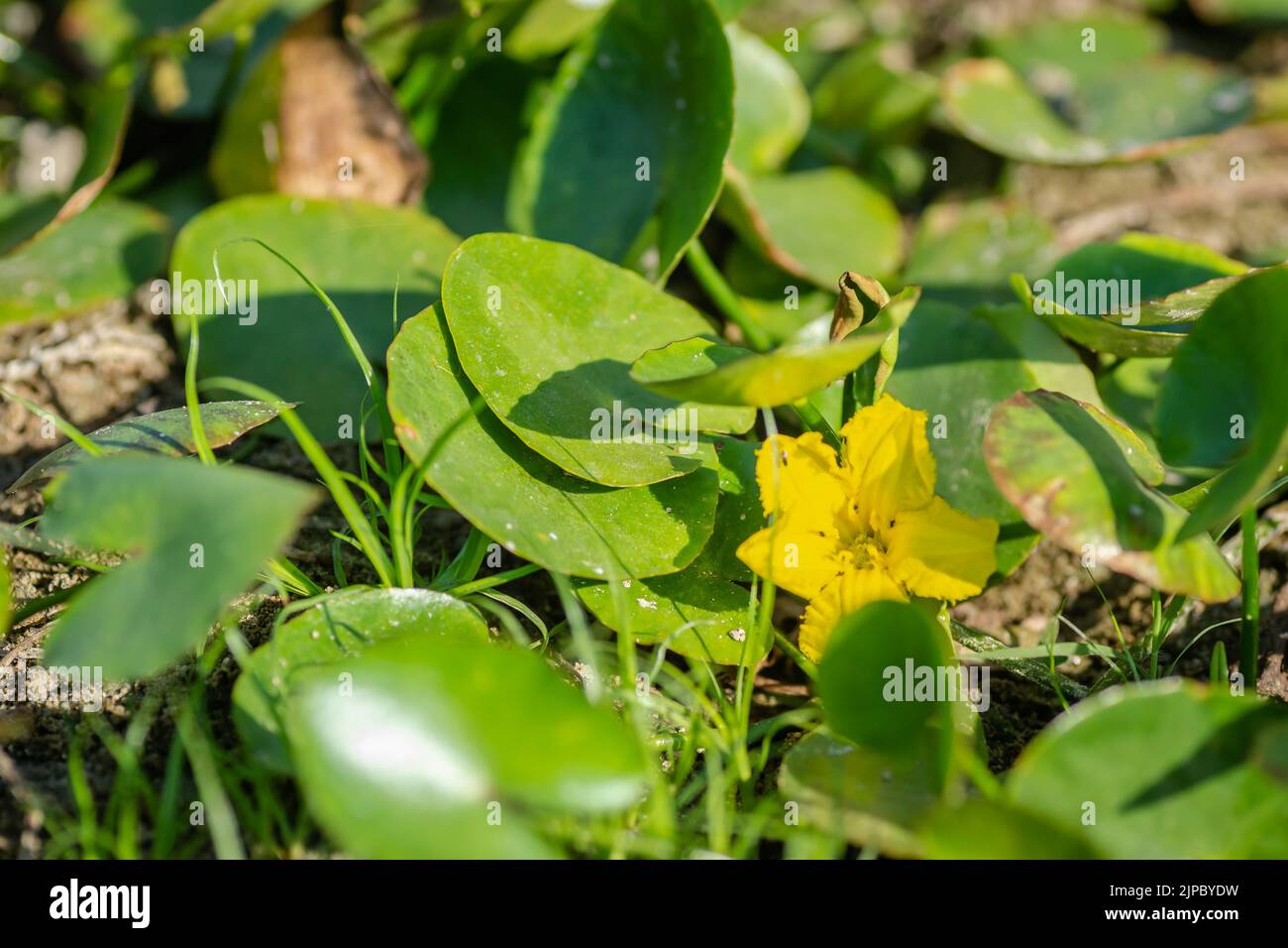 Yellow water lily flowers grow on water. Water lily leaves with small