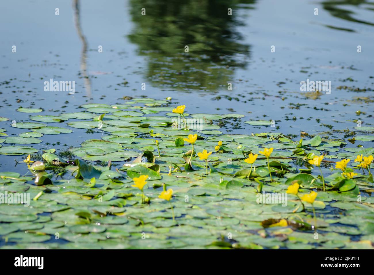Yellow water lily flowers grow on water. Water lily leaves with small